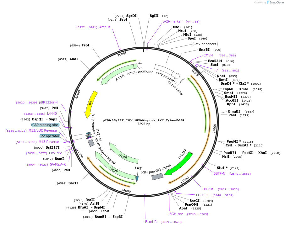 233358-plasmid-map-sequence-id-466632