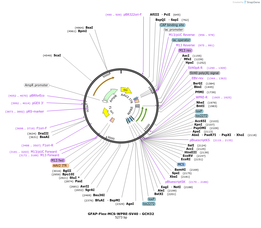 230830-plasmid-map-sequence-id-466634