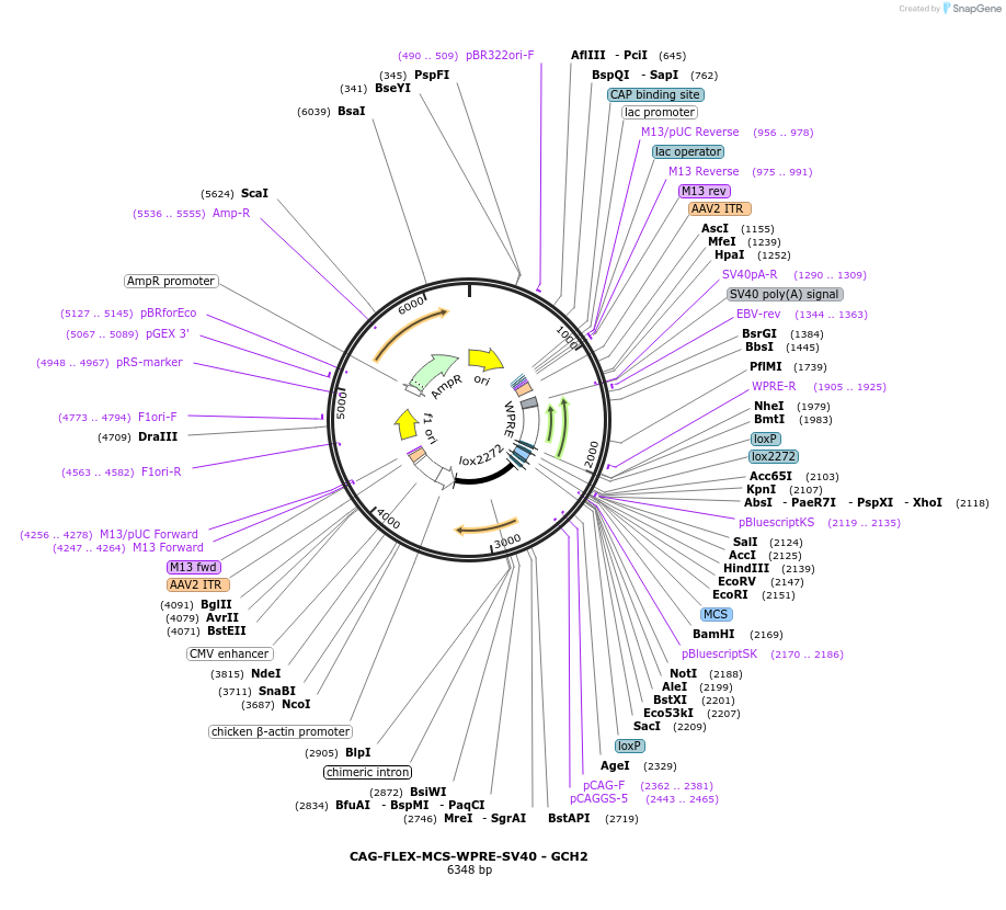 230815-plasmid-map-sequence-id-466637