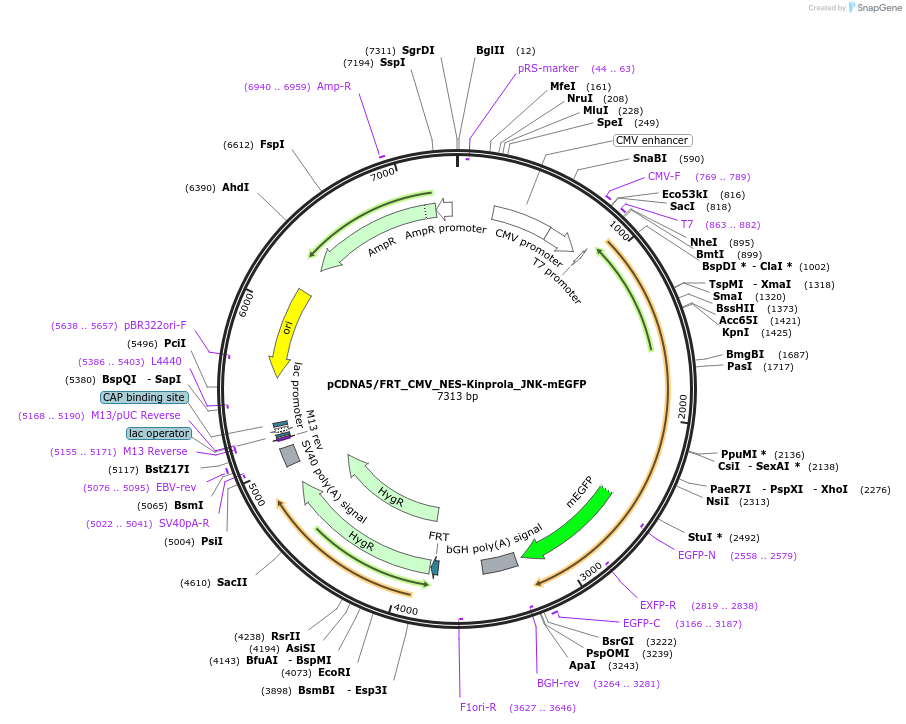 233359-plasmid-map-sequence-id-466639