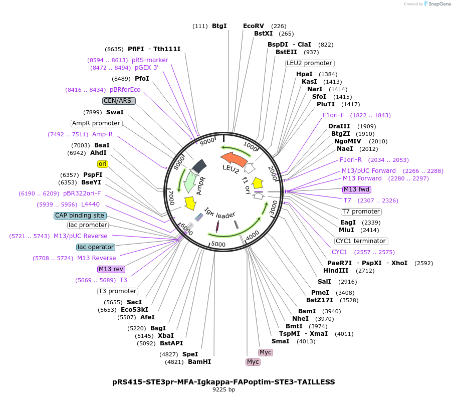 221117-plasmid-map-sequence-id-466649