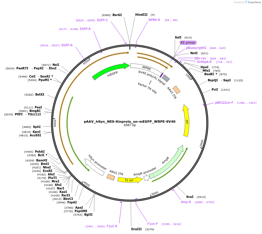 233368-plasmid-map-sequence-id-466650