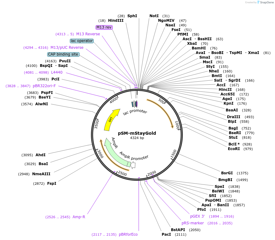 234317-plasmid-map-sequence-id-466652