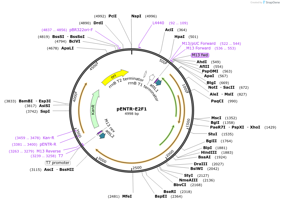 37141-plasmid-map-sequence-id-46668