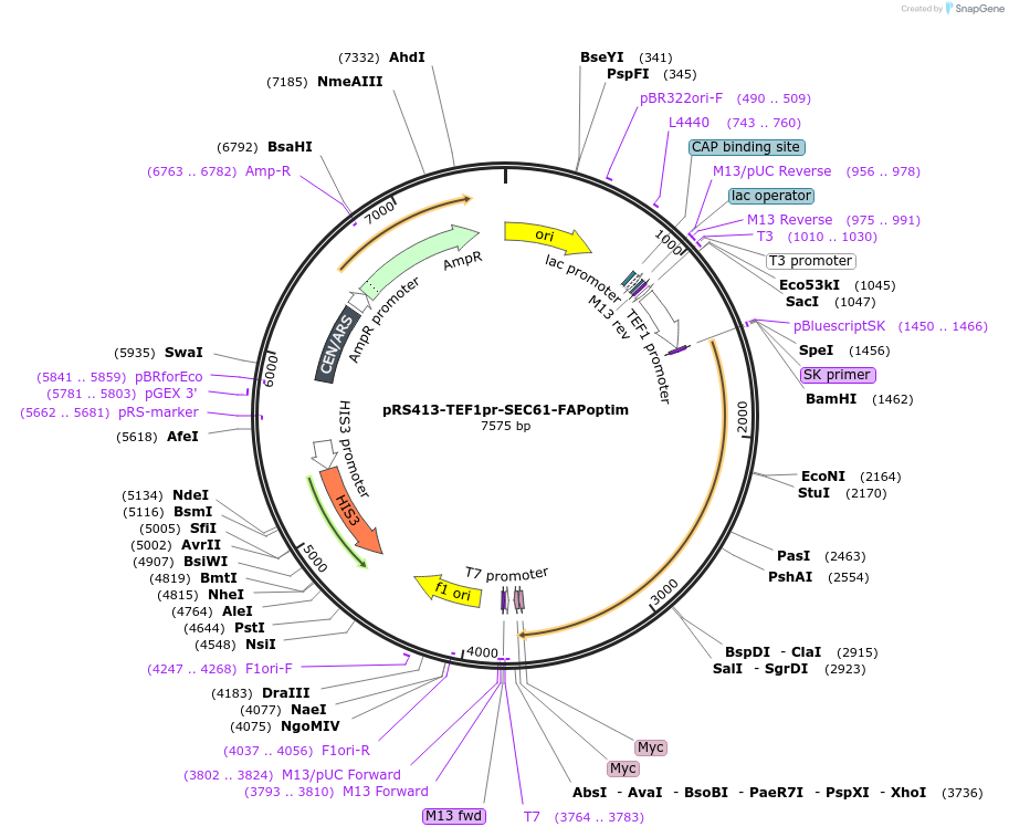 221126-plasmid-map-sequence-id-466682