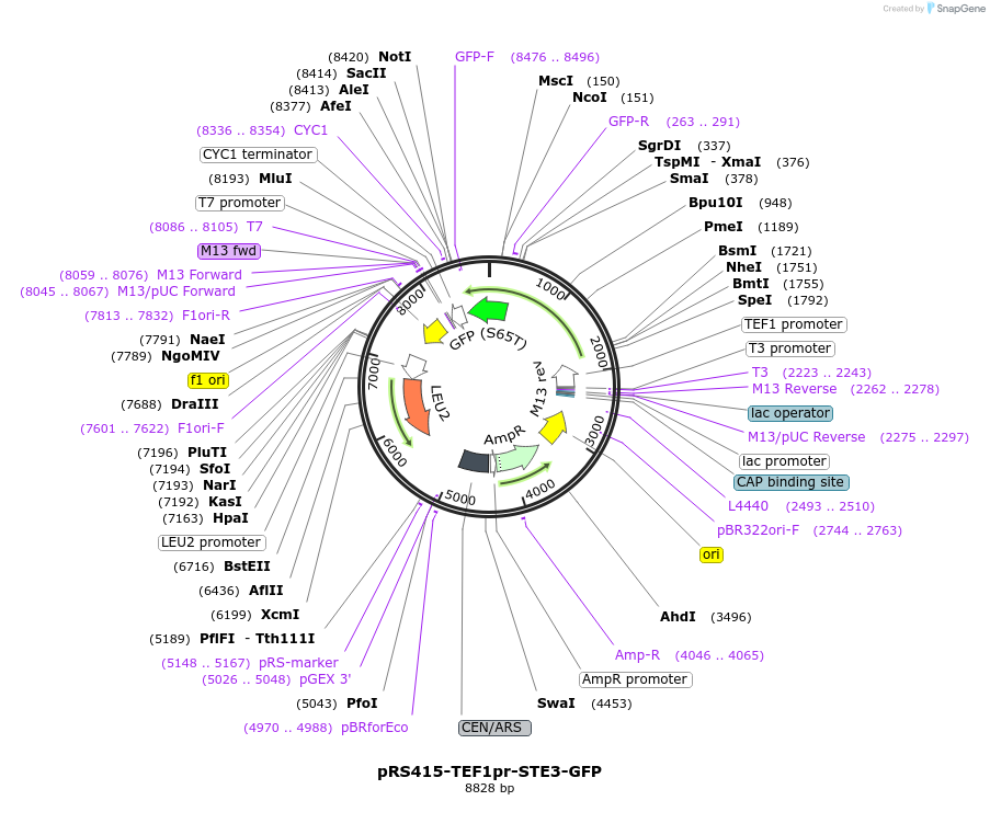 221113-plasmid-map-sequence-id-466684