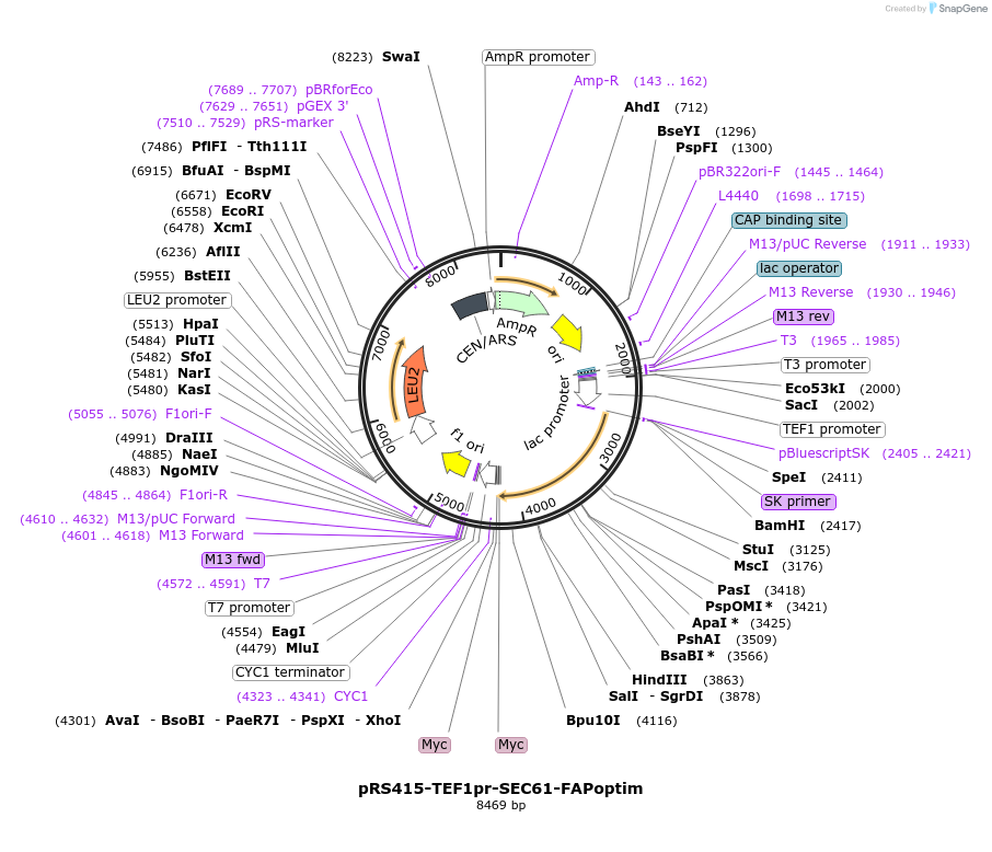 221115-plasmid-map-sequence-id-466689