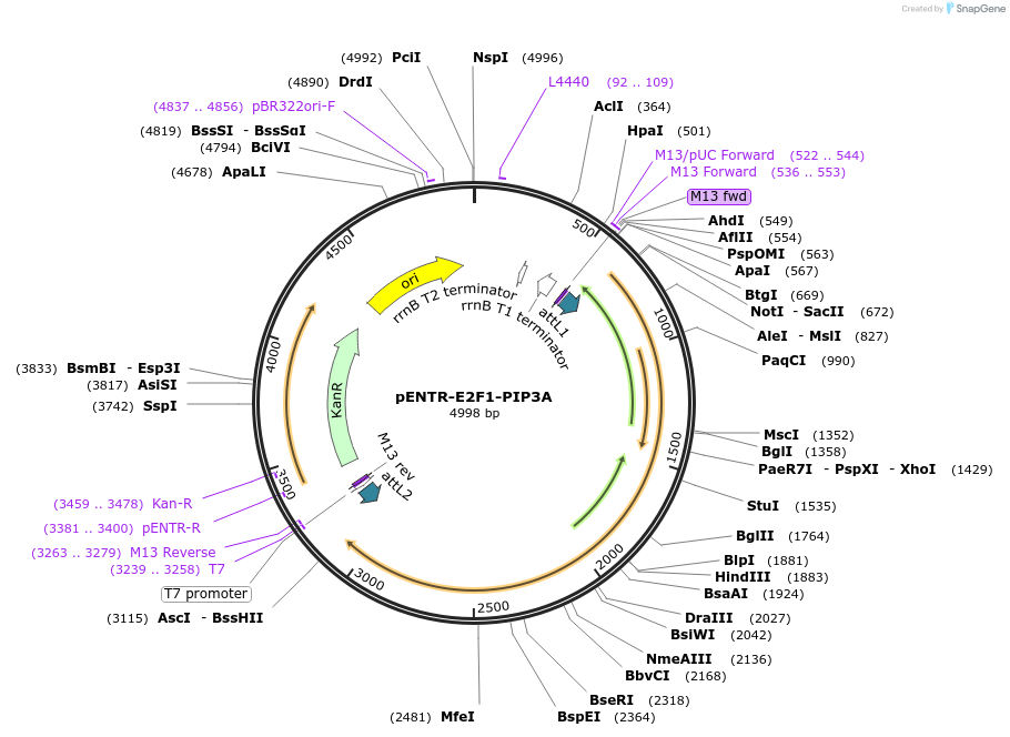 37142-plasmid-map-sequence-id-46669