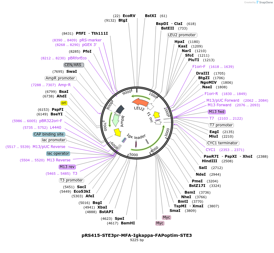 221112-plasmid-map-sequence-id-466691