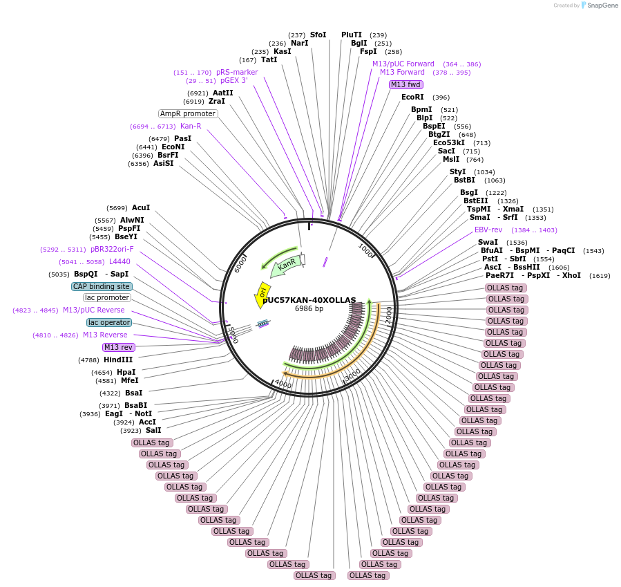 233122-plasmid-map-sequence-id-466692