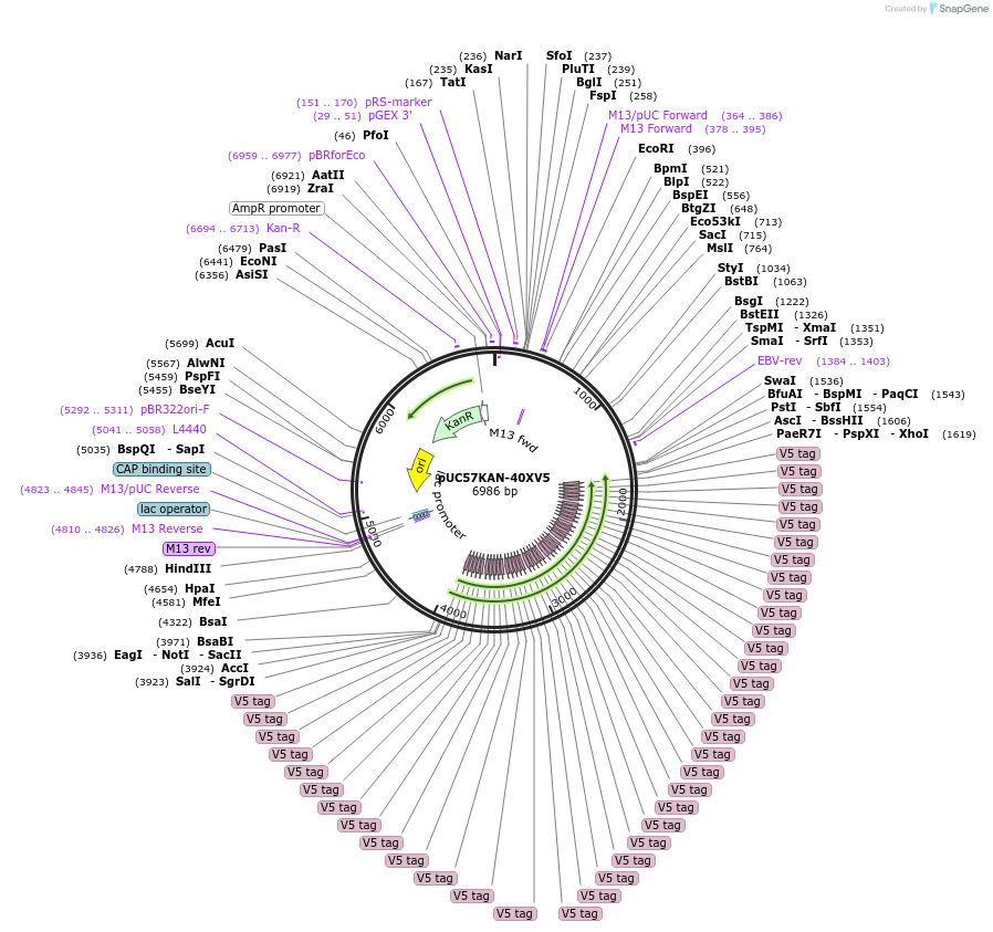 233123-plasmid-map-sequence-id-466693