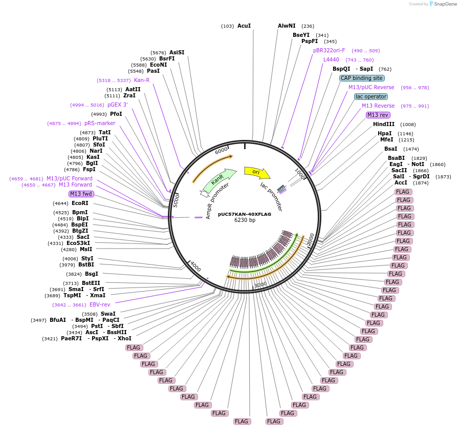 233119-plasmid-map-sequence-id-466695