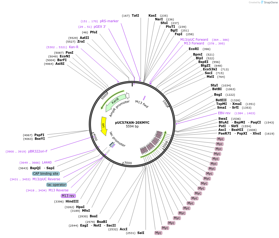 233115-plasmid-map-sequence-id-466699