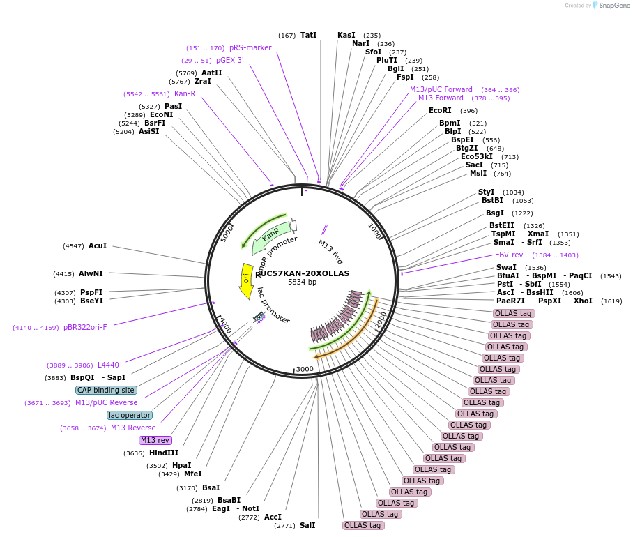 233116-plasmid-map-sequence-id-466706