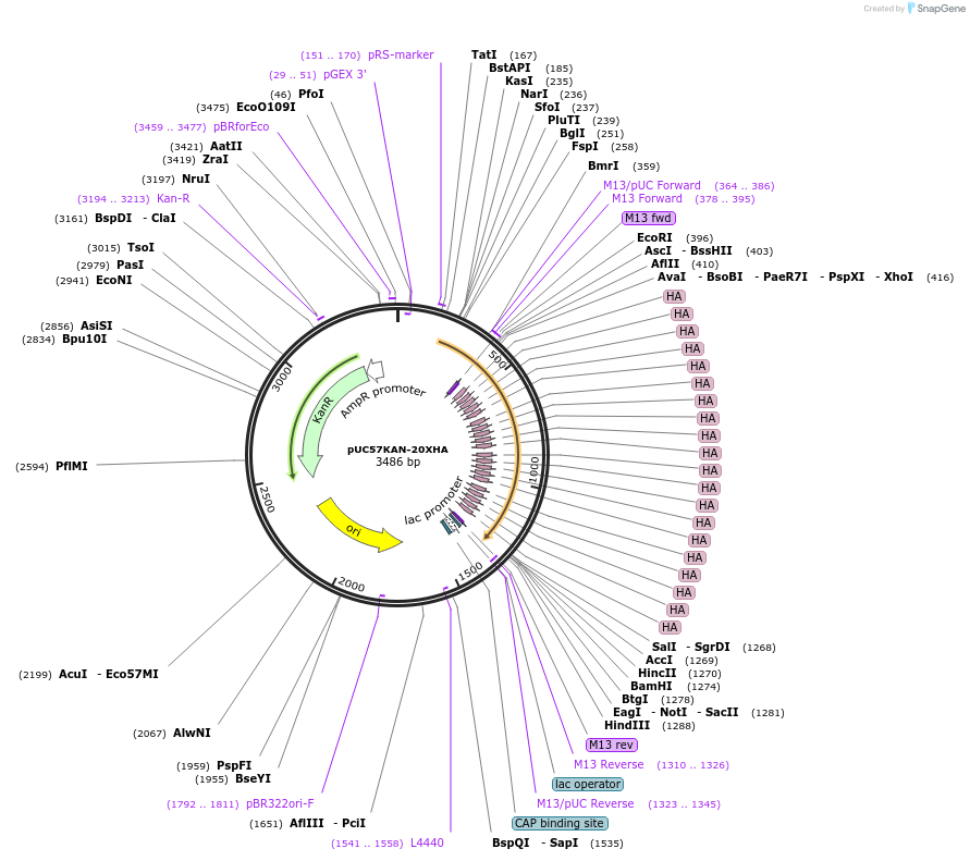 233114-plasmid-map-sequence-id-466707