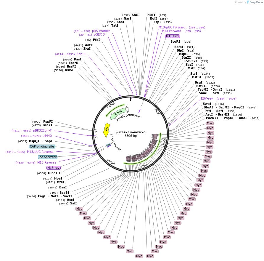 233121-plasmid-map-sequence-id-466709