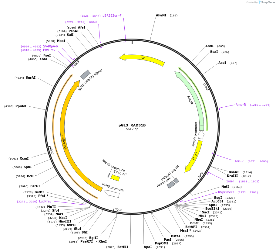 232366-plasmid-map-sequence-id-466712