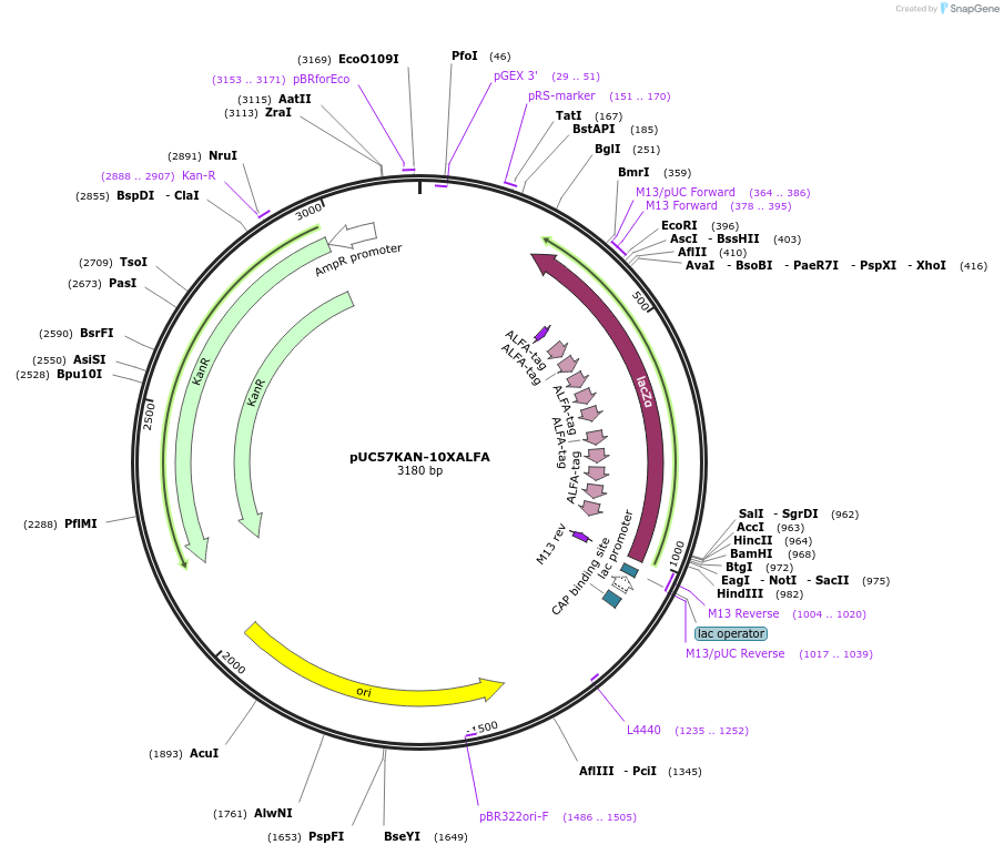 233106-plasmid-map-sequence-id-466715