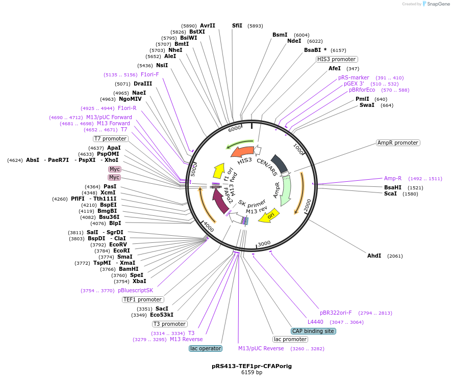 221092-plasmid-map-sequence-id-466719