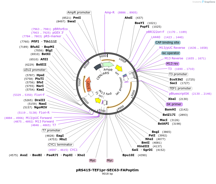 221116-plasmid-map-sequence-id-466720