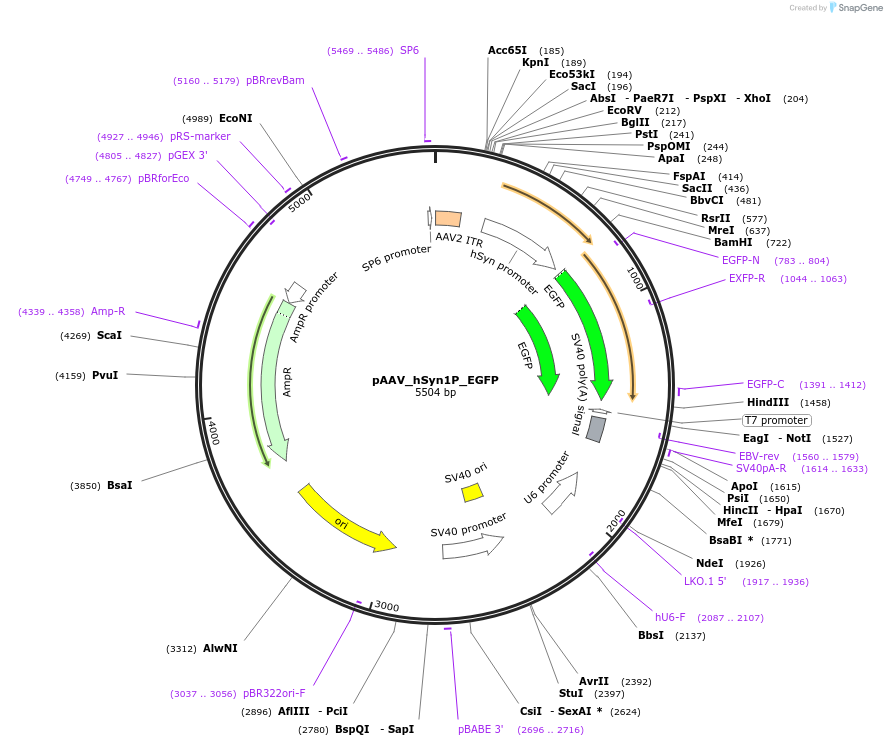 232171-plasmid-map-sequence-id-466759