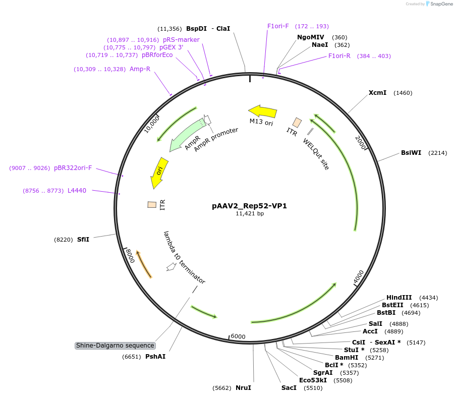 232173-plasmid-map-sequence-id-466763