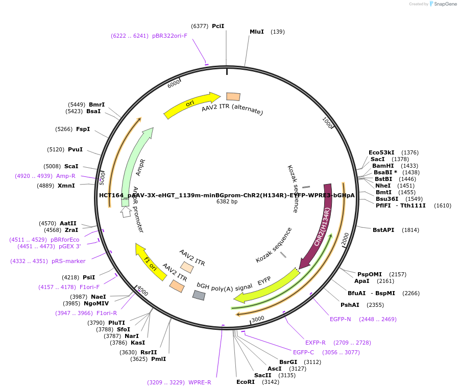233563-plasmid-map-sequence-id-466768