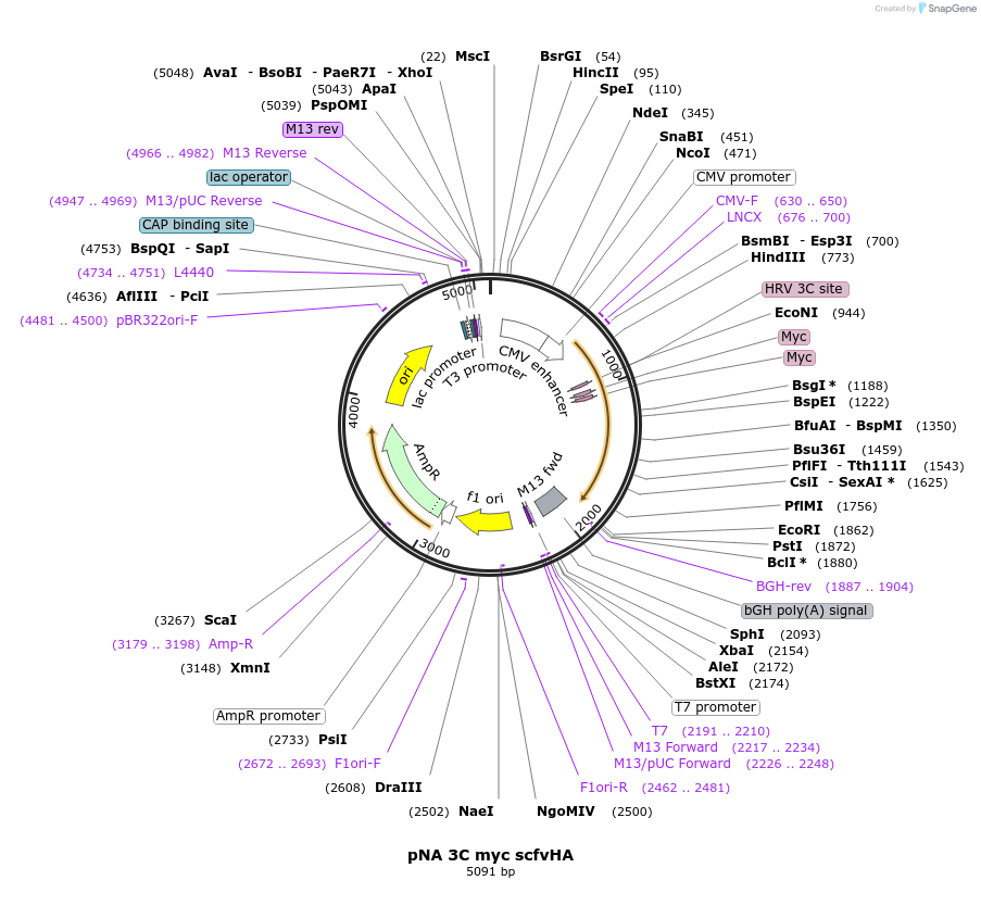 234991-plasmid-map-sequence-id-466771