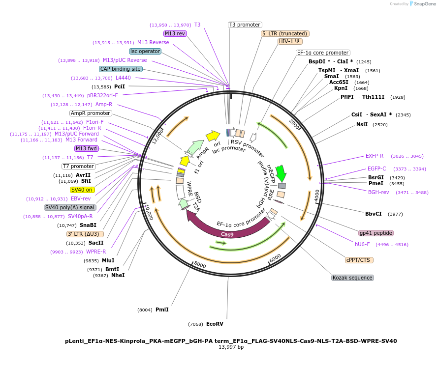 233371-plasmid-map-sequence-id-466776