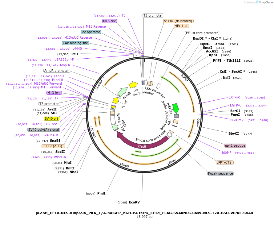233372-plasmid-map-sequence-id-466777