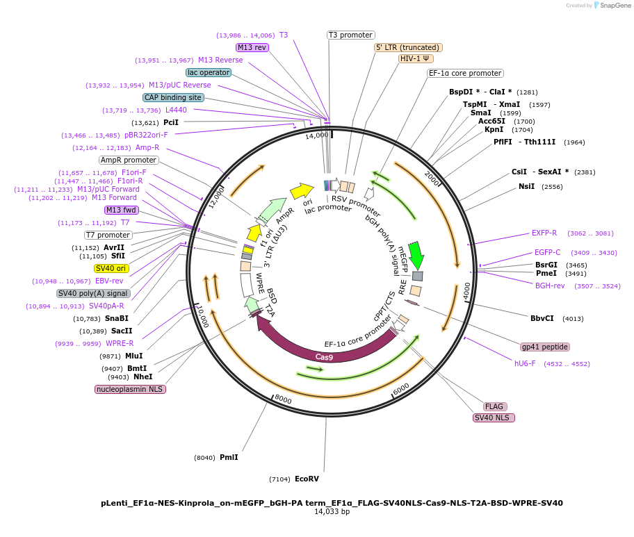 233373-plasmid-map-sequence-id-466778