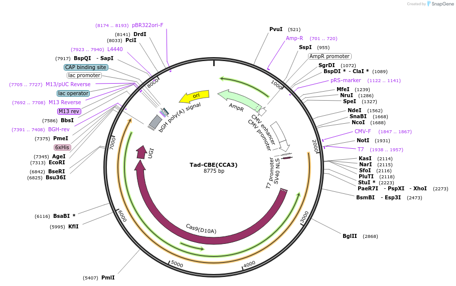 235070-plasmid-map-sequence-id-466792