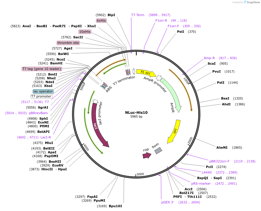 234567-plasmid-map-sequence-id-466796