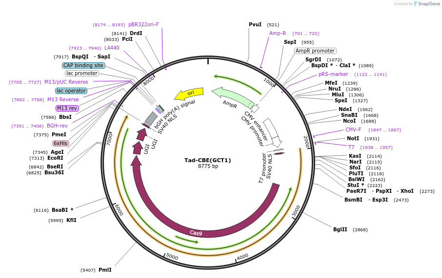 235076-plasmid-map-sequence-id-466797