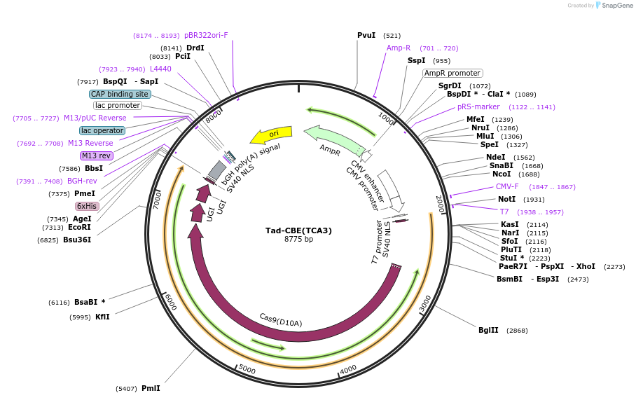 235064-plasmid-map-sequence-id-466802