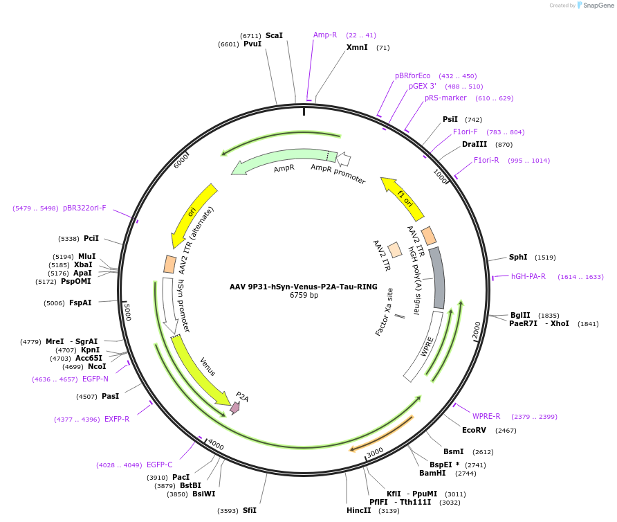 233693-plasmid-map-sequence-id-466808