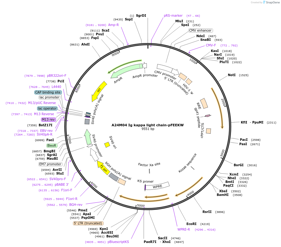 234810-plasmid-map-sequence-id-466812