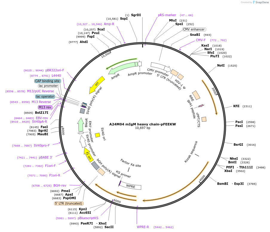 234809-plasmid-map-sequence-id-466813
