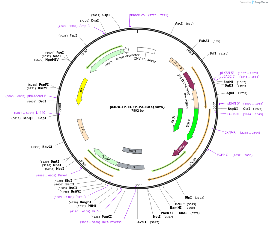 228942-plasmid-map-sequence-id-466826