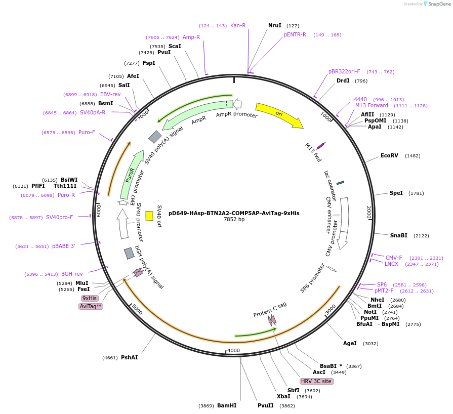 157247-plasmid-map-sequence-id-466828