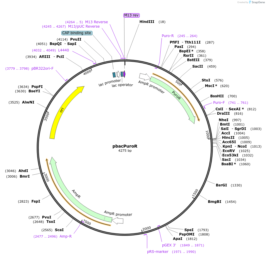 26348-plasmid-map-sequence-id-46683