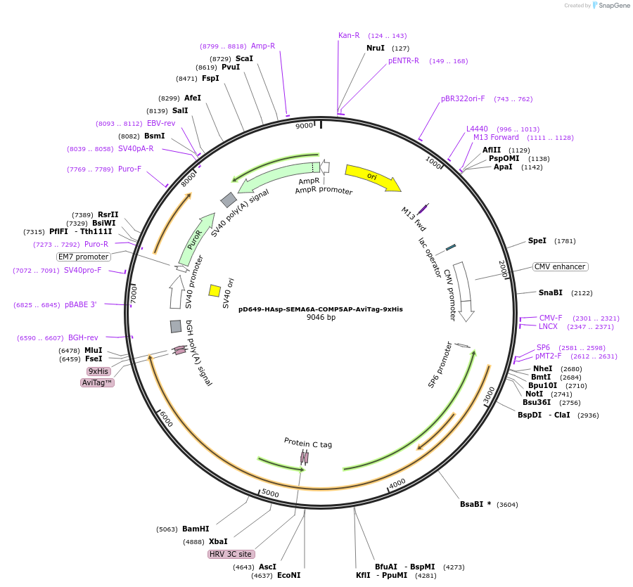 157496-plasmid-map-sequence-id-466830