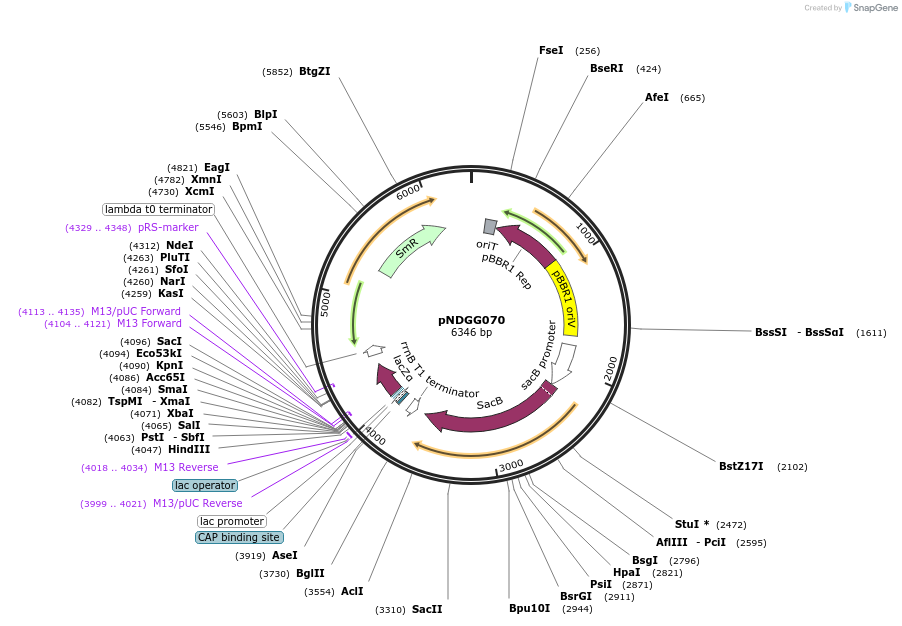 231328-plasmid-map-sequence-id-466831