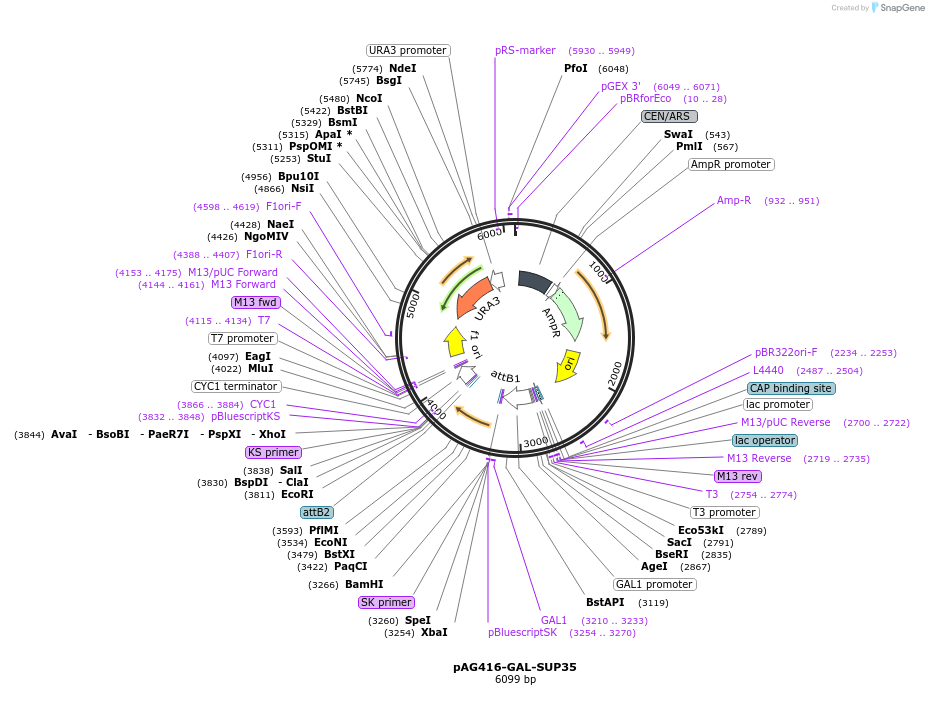 181705-plasmid-map-sequence-id-466832