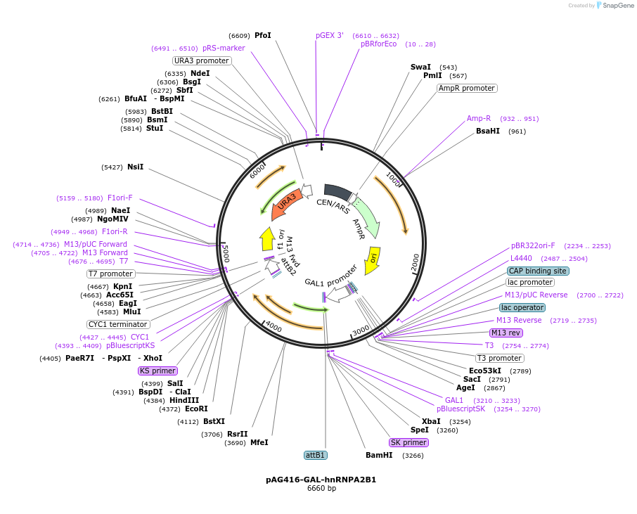 181714-plasmid-map-sequence-id-466834