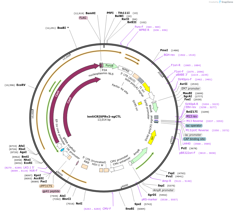 234771-plasmid-map-sequence-id-466837