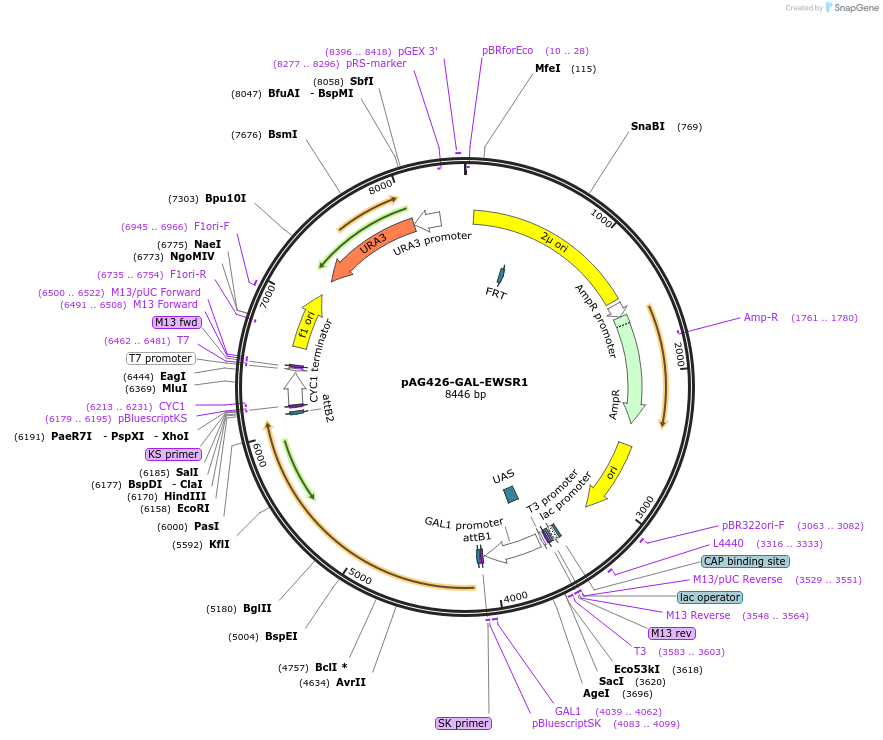181725-plasmid-map-sequence-id-466838