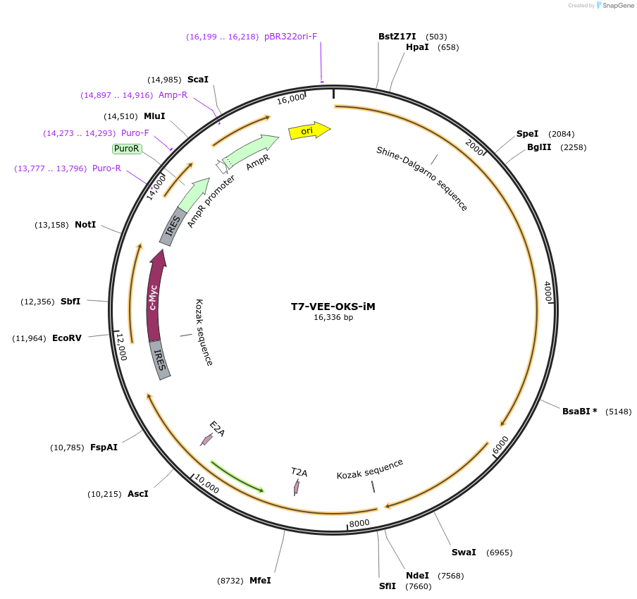 58972-plasmid-map-sequence-id-466890