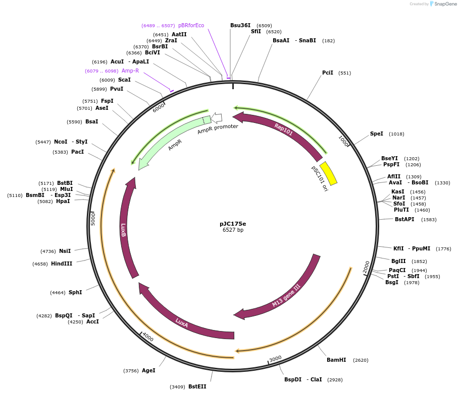 79219-plasmid-map-sequence-id-466896