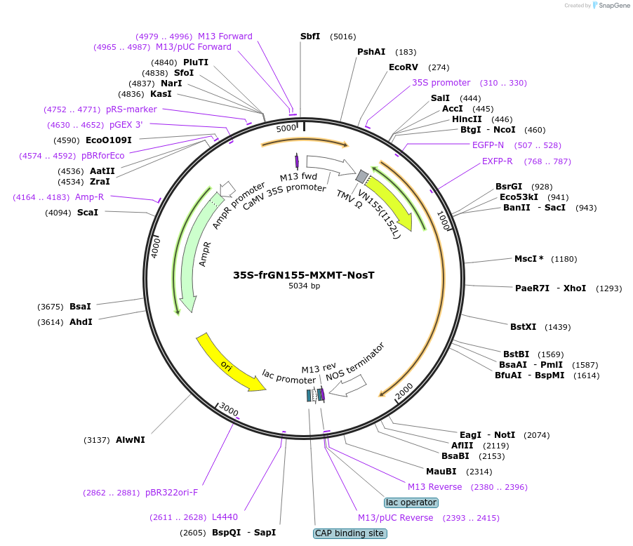 80164-plasmid-map-sequence-id-466897